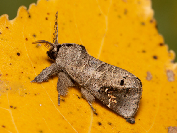 Chochlatka vrbinová