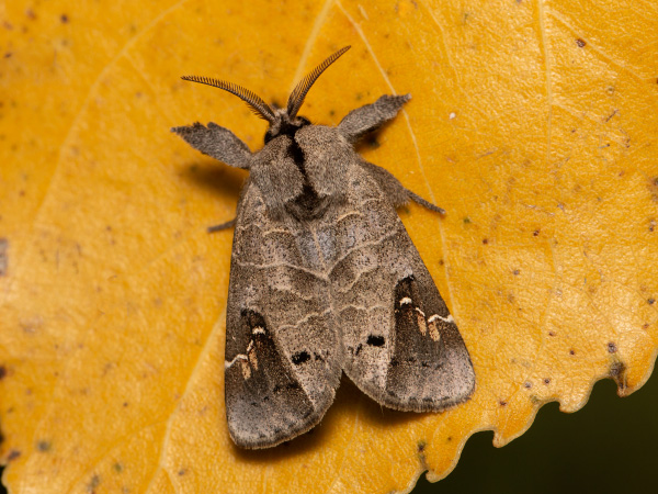 Chochlatka vrbinová