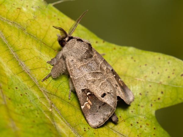 Chochlatka vrbinová