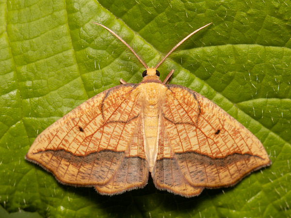 Bordered Beauty