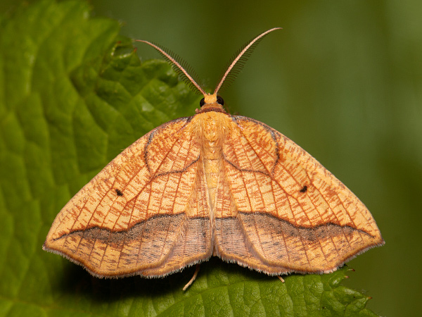 Bordered Beauty