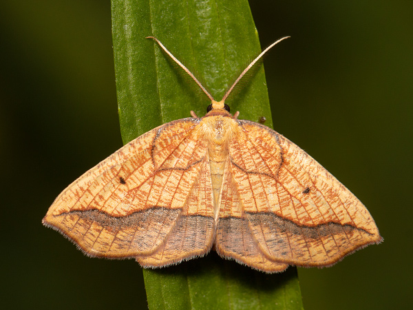 Bordered Beauty