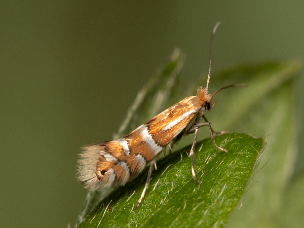 Ploskáčik brestový