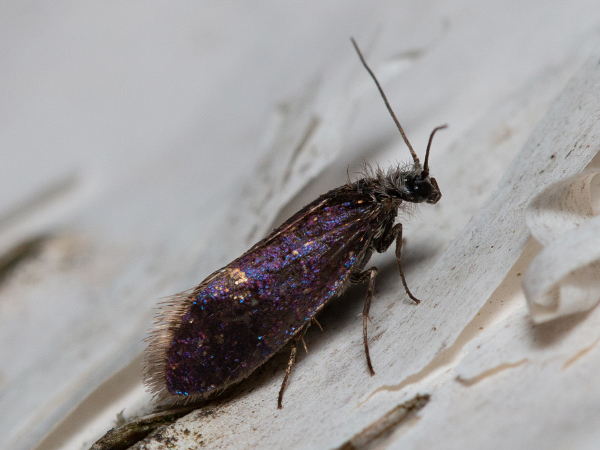 Early Purple
