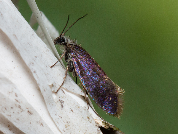 Early Purple