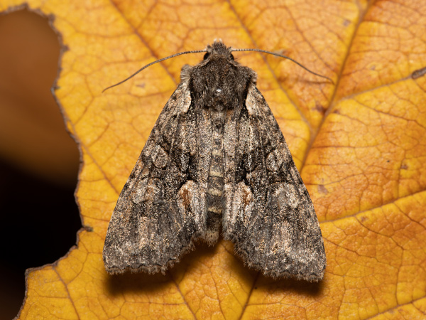 Pestroskvrnka hnědošedá