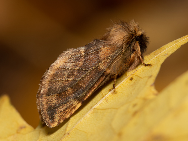 Plumed Prominent