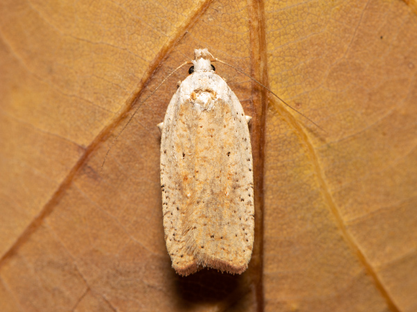 Plochuška janovcová