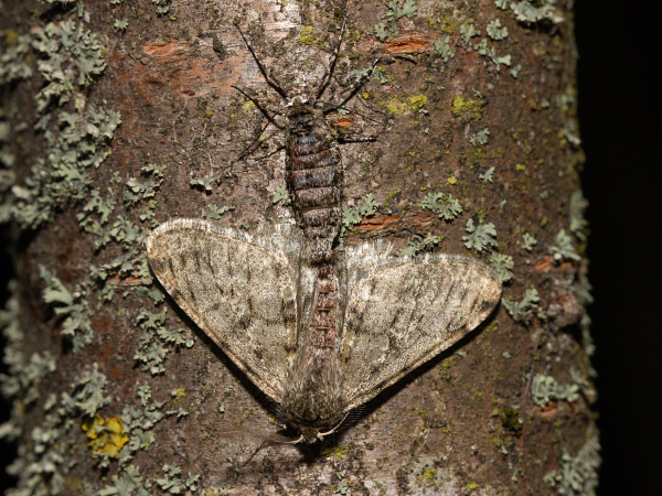 Drsnokřídlec hrušňový