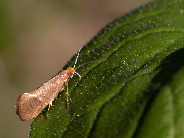 Adéla Swammerdanova