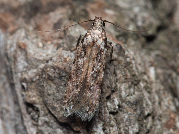 Black-shouldered Grey