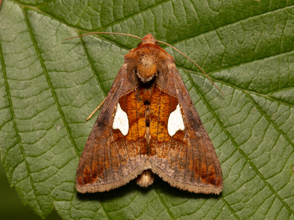 Silberblatt-Silbereule