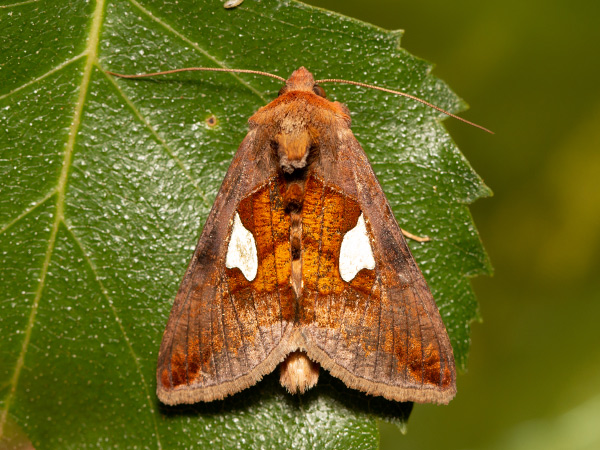 Silberblatt-Silbereule