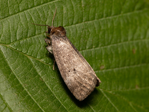 Zweipunkt-Eulenspinner