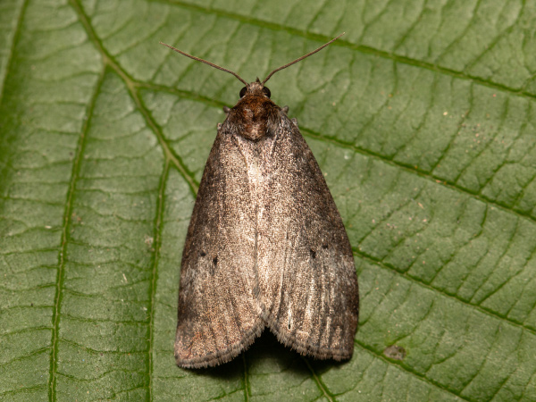 Zweipunkt-Eulenspinner