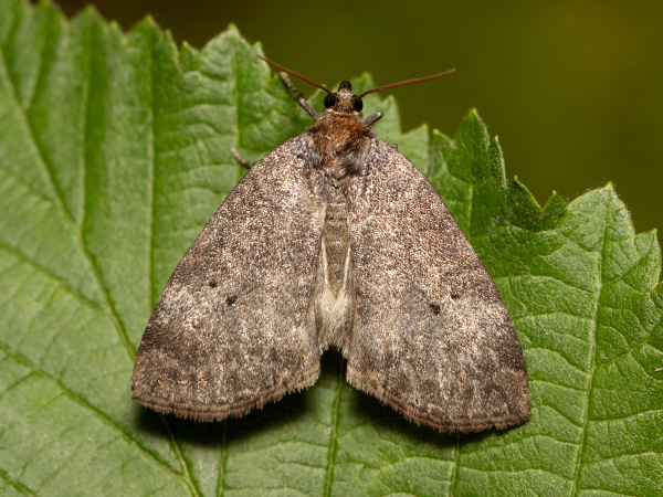 Zweipunkt-Eulenspinner