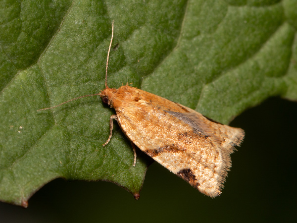 Small Straw Tortrix
