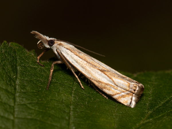 Trávovec rašeliniskový