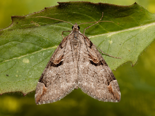 Píďalka třezalková