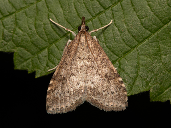 Dusky Pearl