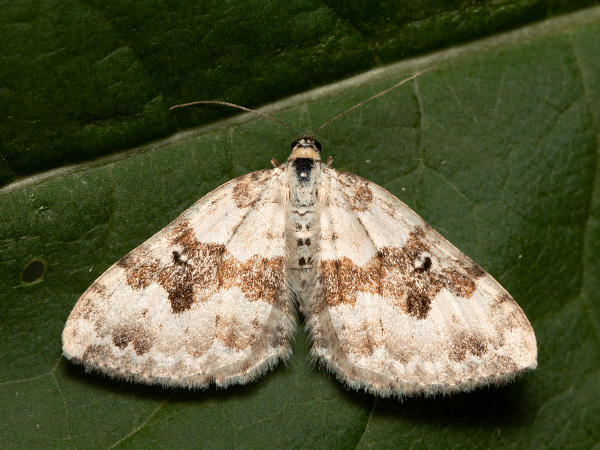 Píďalka šťovíková