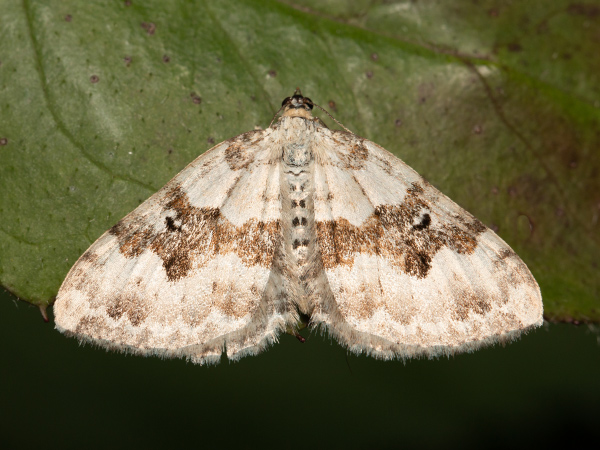 Piadivka štiavcová