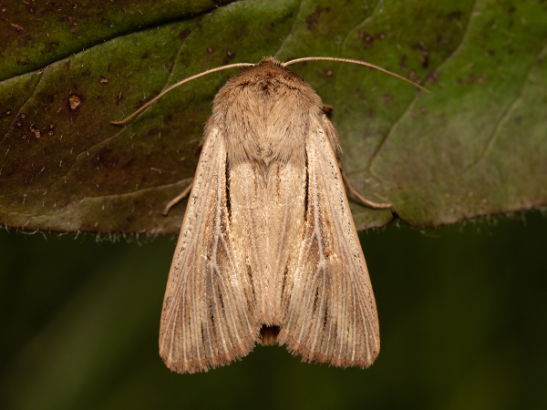Shoulder-striped Wainscot