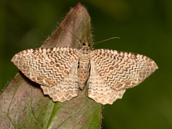 Scallop Shell