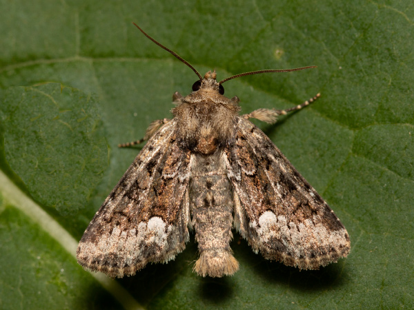 Marbled Minor