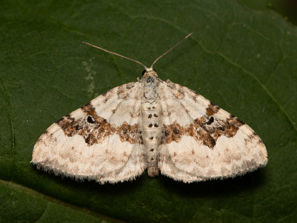 Silver-ground Carpet