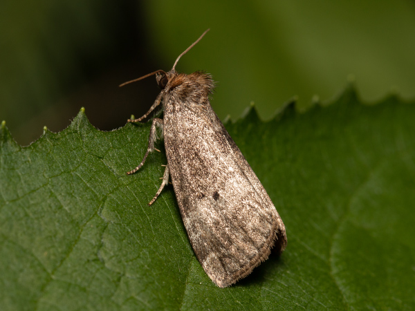 Zweipunkt-Eulenspinner