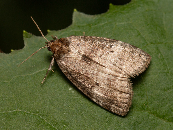Common Lutestring