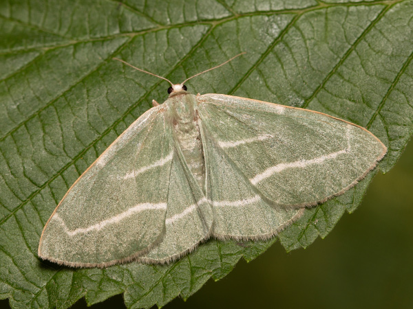 Barred Red