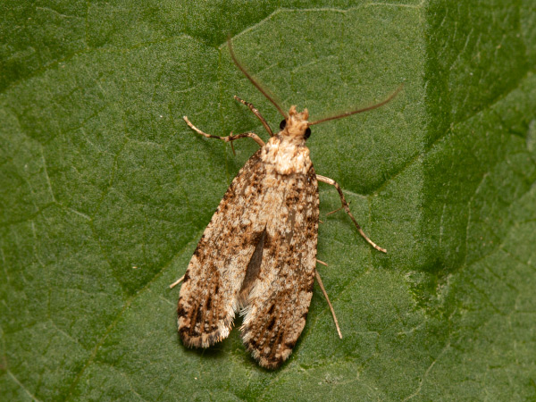 Large Clothes Moth
