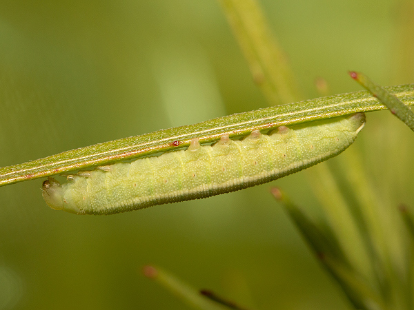Willowherb Hawk-moth