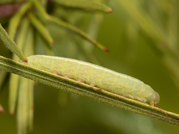 Willowherb Hawk-moth