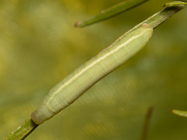 Willowherb Hawk-moth