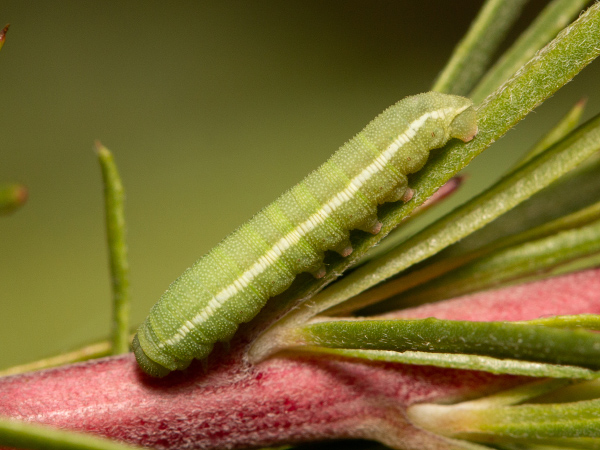 Willowherb Hawk-moth