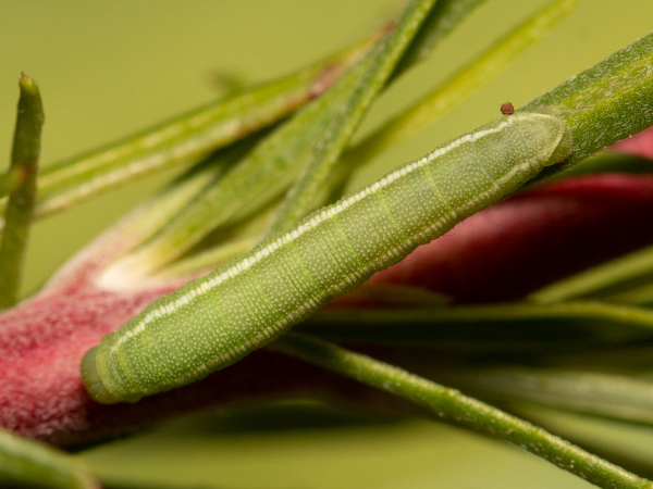 Willowherb Hawk-moth