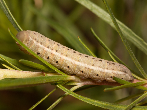 Willowherb Hawk-moth