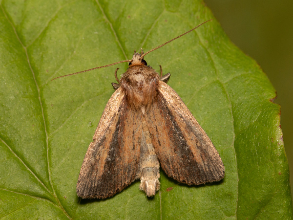 Sivkavec žltohnedý