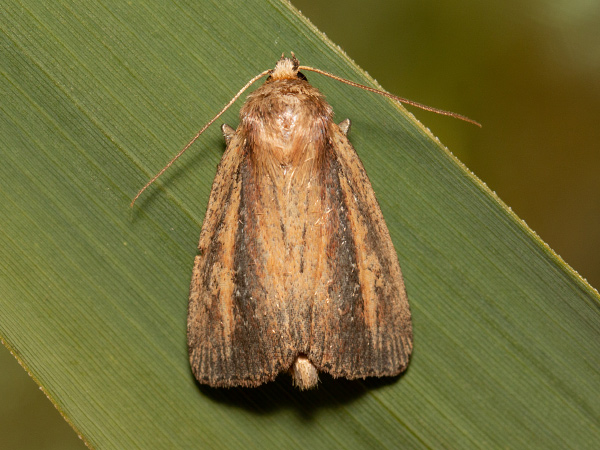 Sivkavec žltohnedý