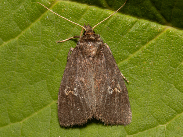 Sivkavec žltohnedý