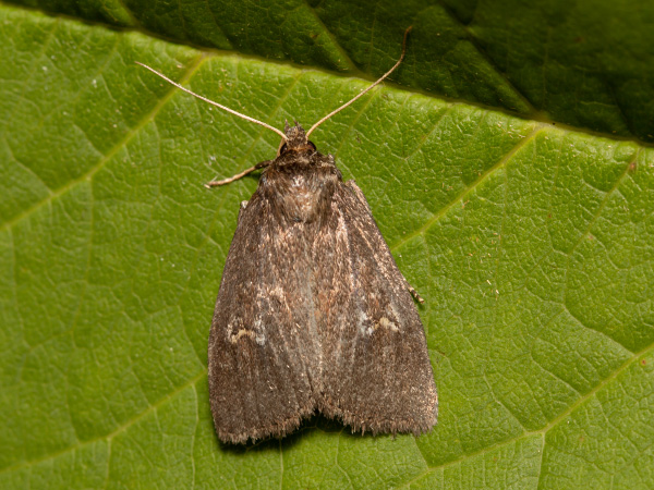 Sivkavec žltohnedý