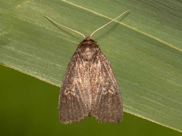 Sivkavec žltohnedý