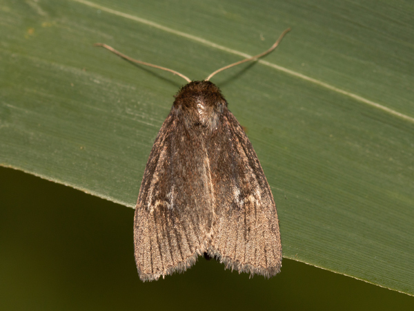 Brown-veined Wainscot