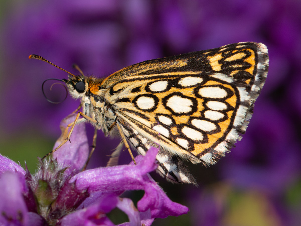 Soumračník černohnědý