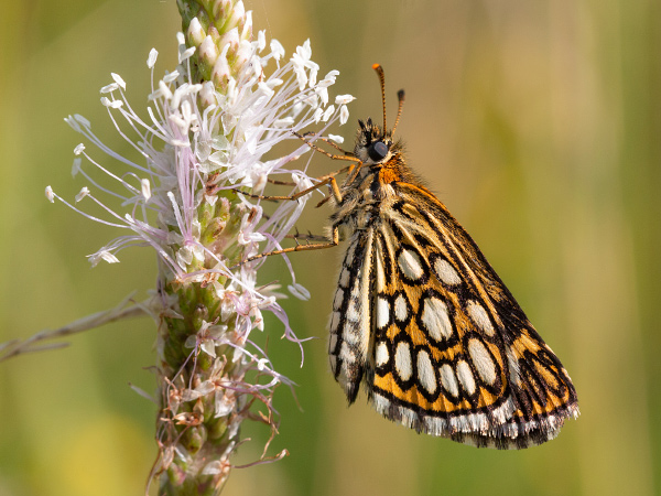 Large Chequered Skipper