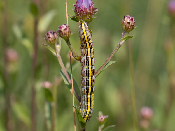 Kukléřka hvězdnicová
