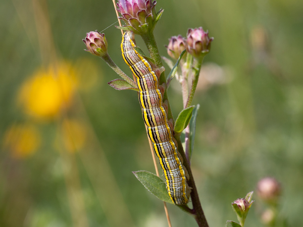 Kukléřka hvězdnicová